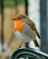 picture of the Robin Bird in the wildlife