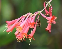 bee on the pink blossom