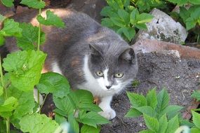 hiding grey and white cat