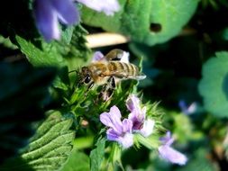 bee on a green plant