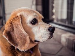 Beagle Dog, side view of head