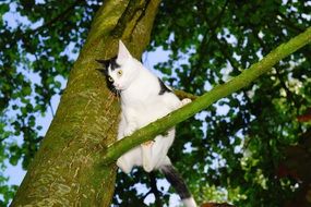 black and white young cat on the tree