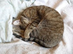 sleeping cat close-up