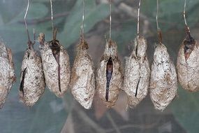 gray cocoons of butterfly hang on a branch