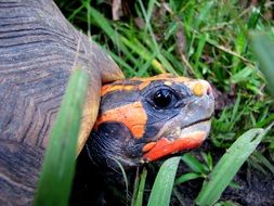 Turtle color muzzle