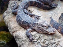 alligators on stones on the water