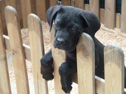 Beautiful cute black dog on the fence