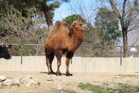 brown camel at the zoo