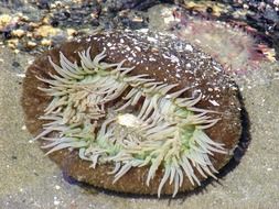 anemone in the colorful and bright underwater world