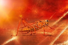 grasshopper in a bright orange background