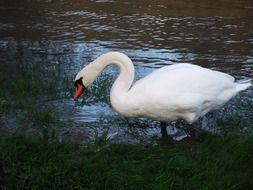 swan going to swim