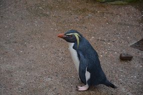 penguin stands in the sand