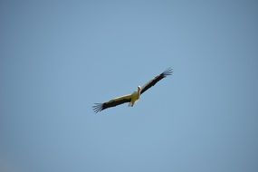 stork flight in clear sky