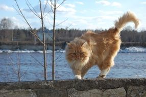 domestic red cat in the park by the pond