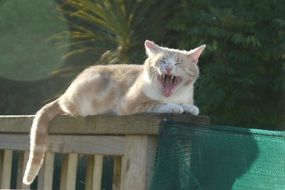 ginger Cat Yawning