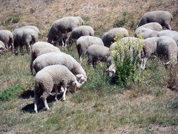 a flock of sheep in the pasture eat grass