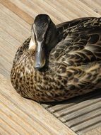 Amsterdam Duck