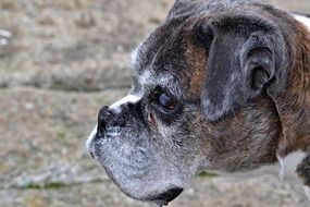 Close-up Portrait of cute Boxer Dog