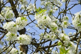 cherry tree with white flowers