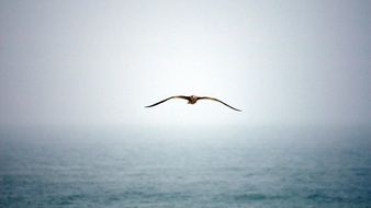 splendid Bird Fly Wings