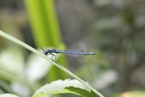 blue dragonfly in wild nature