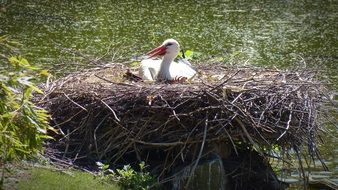 wildlife photography of cute lovely Stork in the nest