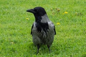 raven on a green lawn closeup