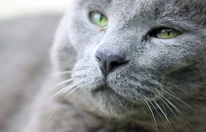 gray cat's sleepy face