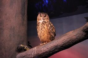 Owl in Zoo