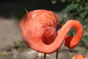 pink flamingo with neck twisted