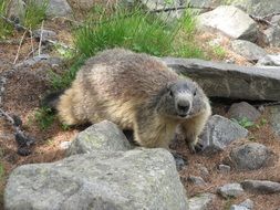 cute marmot in wildlife