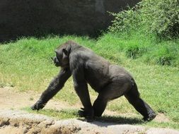 Black gorilla in wildlife