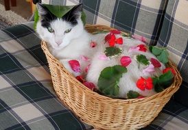 Flowers on the beautiful cute cat in the basket