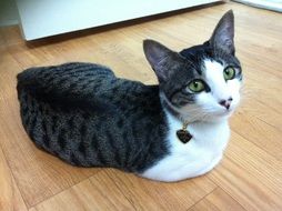 beautiful graceful grey and white Cat