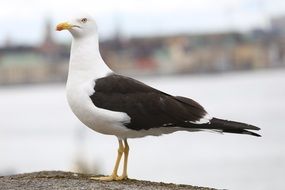 black and white seagull on a stone fence on the promenade on a blurred background