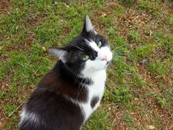 black and white cat looking up