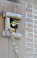colorful parrot in a wooden nesting box