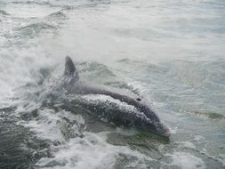 Dolphin in ocean