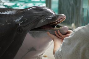 examination of dolphin