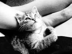 cute cat folded paws