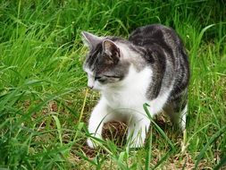 Tiger Cat in the grass