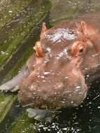 hippo in dirty water