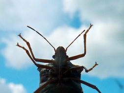 chinch bug