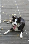 border collie lying on the wooden bridge