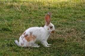 hare on the grass