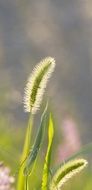 Bristle Grass