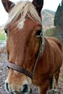 horse close up