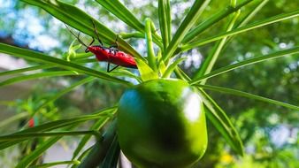 Red Beetle on a green plant close-up on blurred background