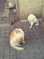 cats wash on the ground