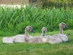 fluffy white swans